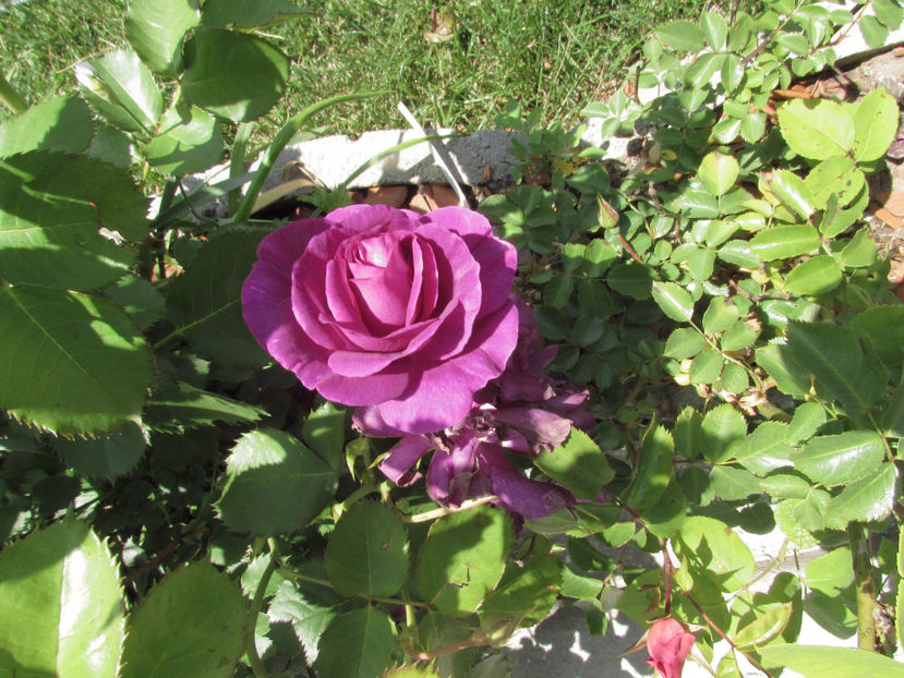  - A A Flori de gradina 1