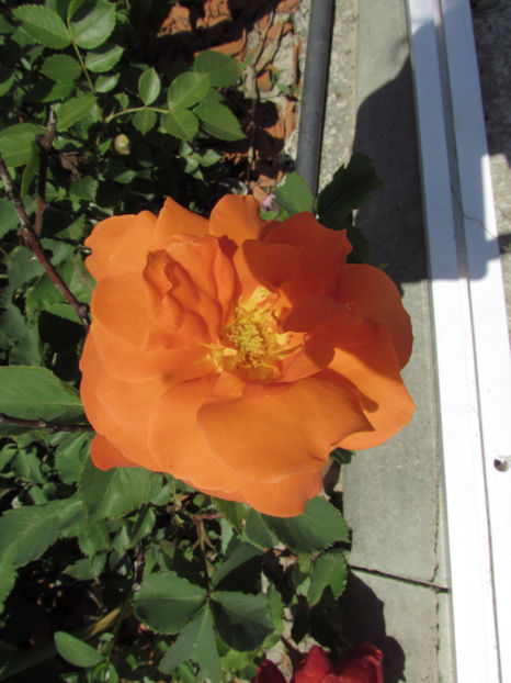  - A A Flori de gradina 1