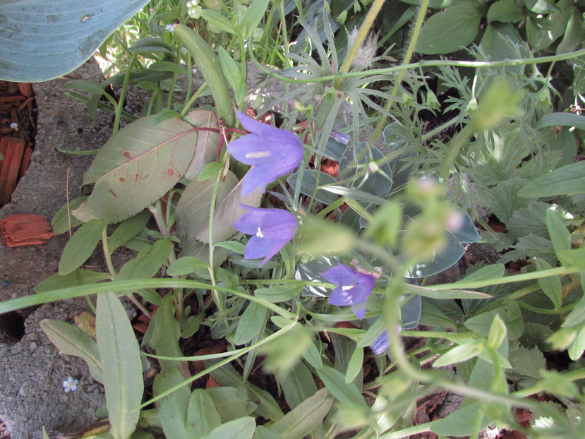  - A A Flori de gradina 1