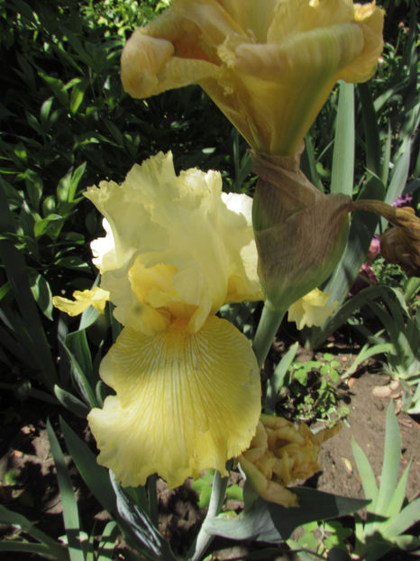  - A A Flori de gradina 1