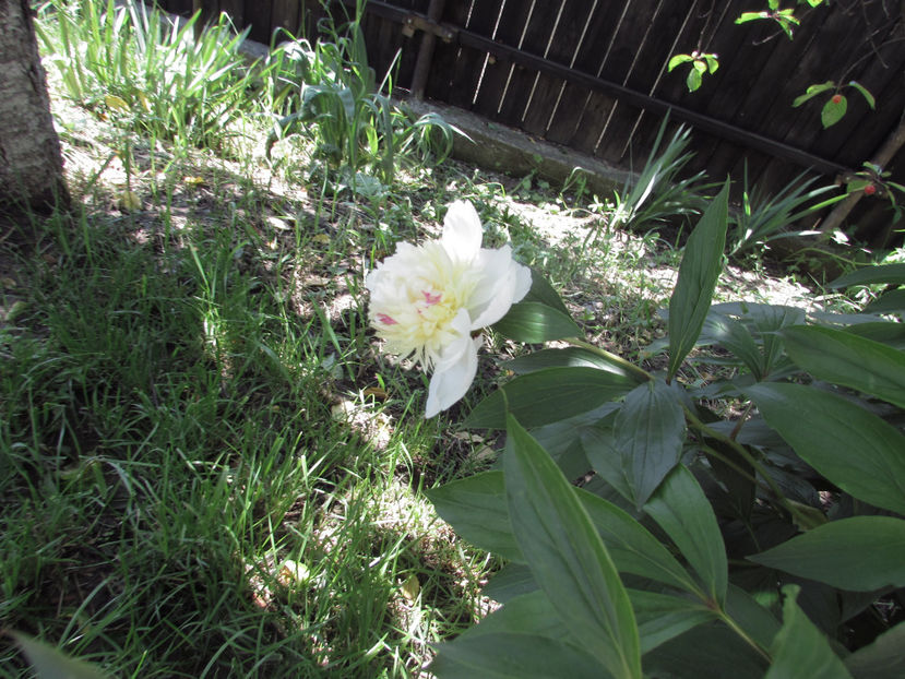 - A A Flori de gradina 1