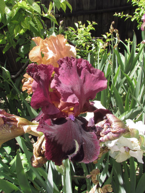  - A A Flori de gradina 1