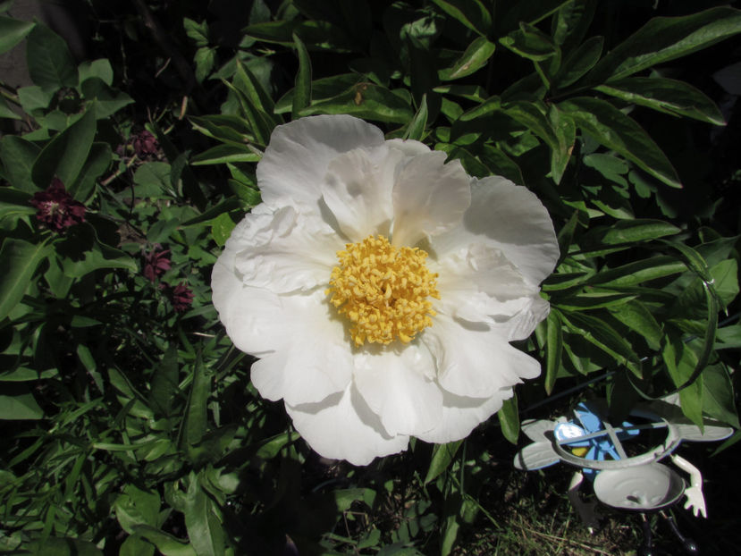  - A A Flori de gradina 1