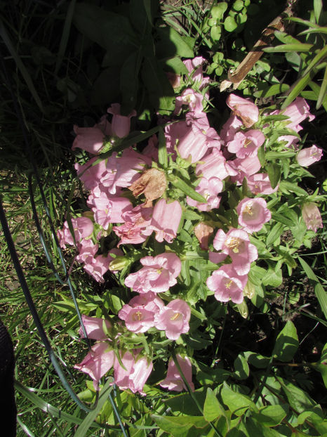  - A A Flori de gradina 1