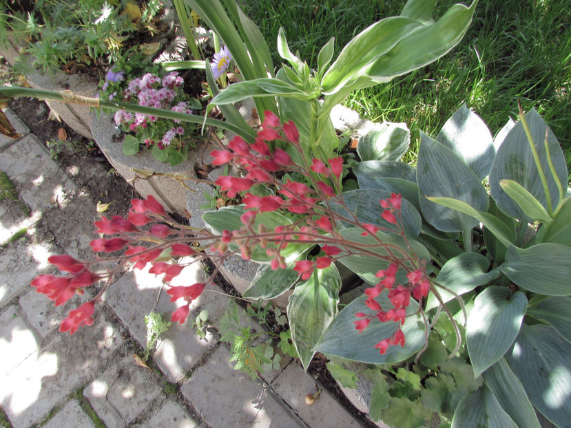  - A A Flori de gradina 1