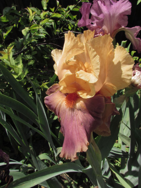  - A A Flori de gradina 1