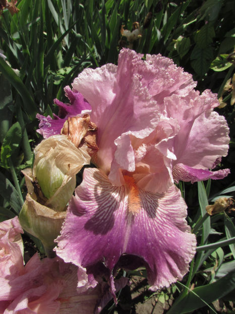  - A A Flori de gradina 1