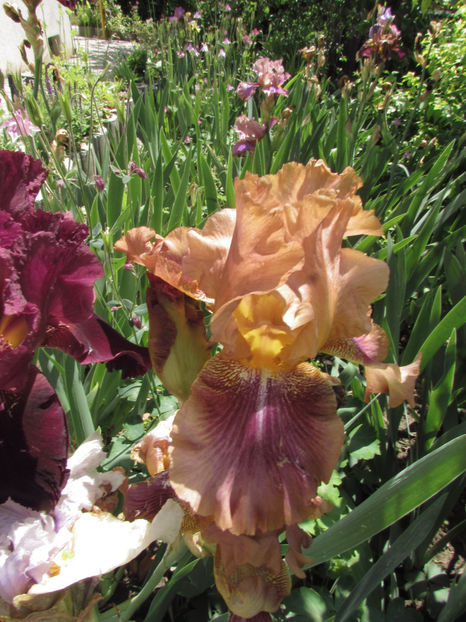  - A A Flori de gradina 1