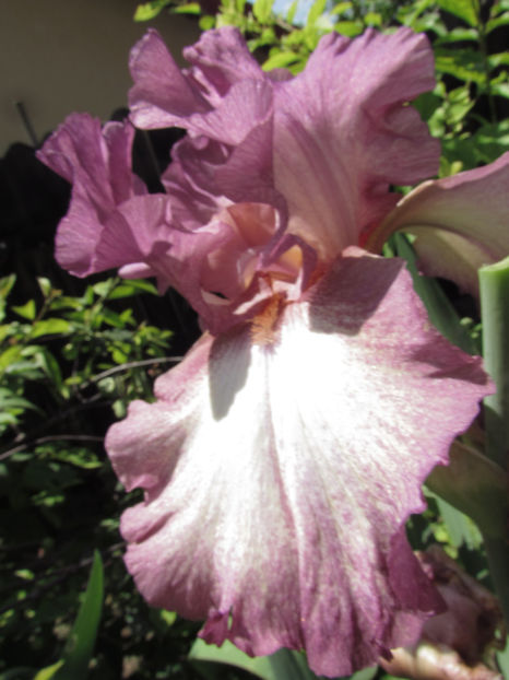  - A A Flori de gradina 1