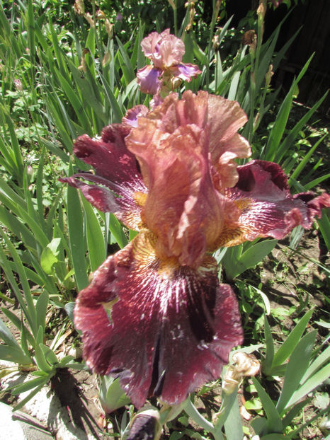  - A A Flori de gradina 1