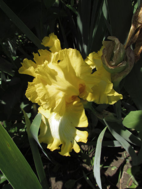  - A A Flori de gradina 1