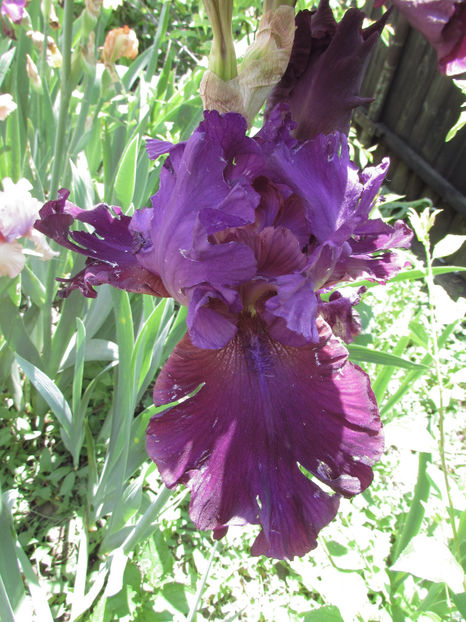  - A A Flori de gradina 1