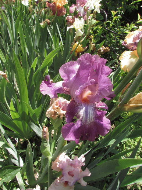  - A A Flori de gradina 1