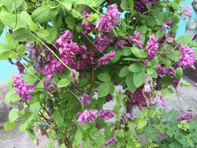 98AD7032-A531-46E4-91D8-523F5C708DF4 - Flori 2019