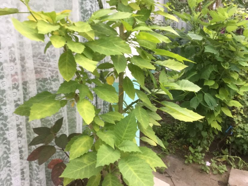 62DDD4DF-E7F8-443C-8589-2E250043515C - Flori 2019