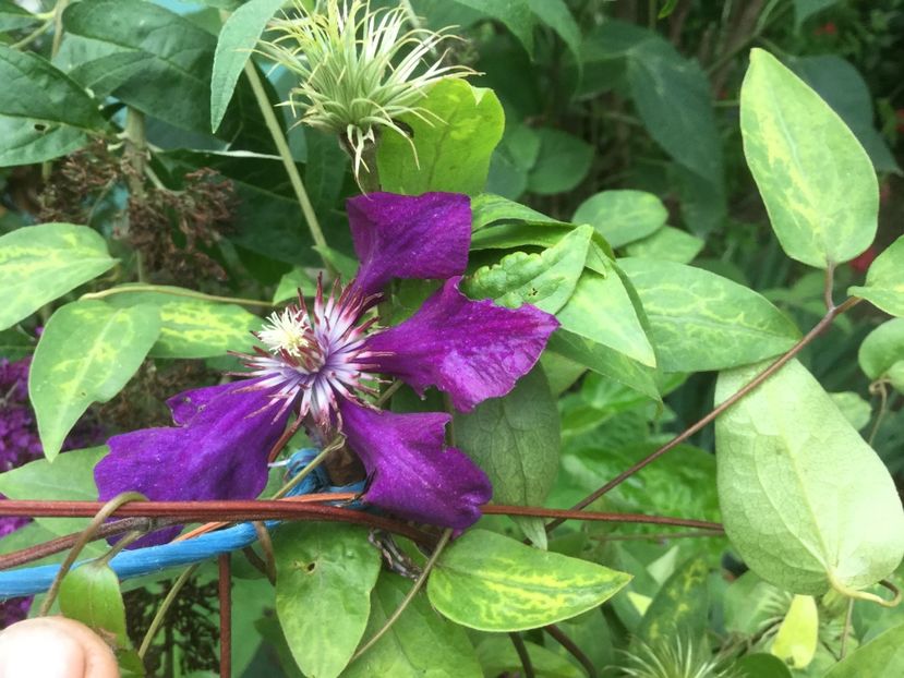 706C2F9F-4C40-4CC1-A757-158B4E14AD25 - Flori 2019