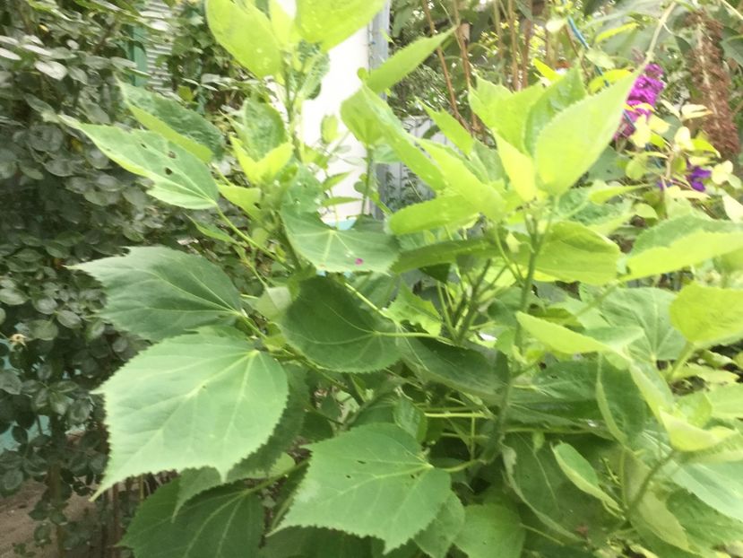 D32B4159-62DE-46CC-B561-4A9848FC5C09 - Flori 2019