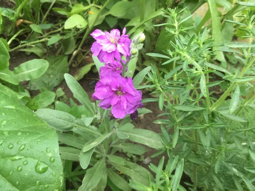 D6046E70-885D-4932-9E1C-D36649A2A57C - Flori 2019