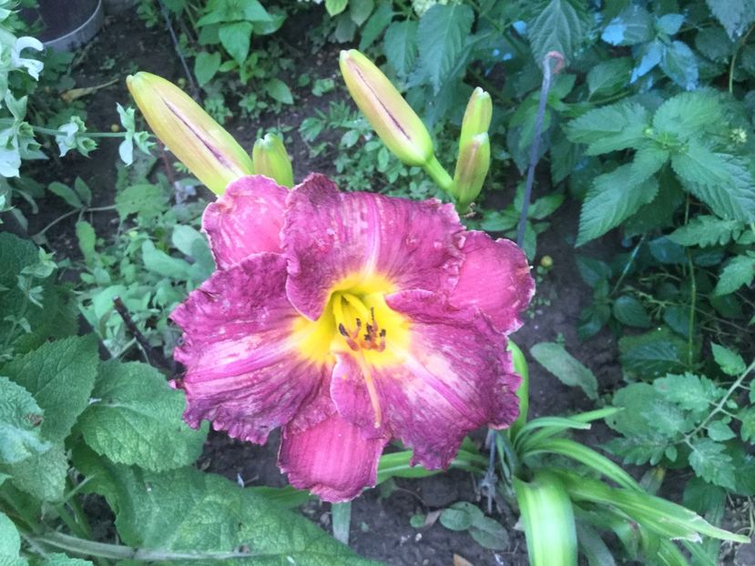 201F241D-9812-4AF7-A144-25695C78EBCB - Flori 2019