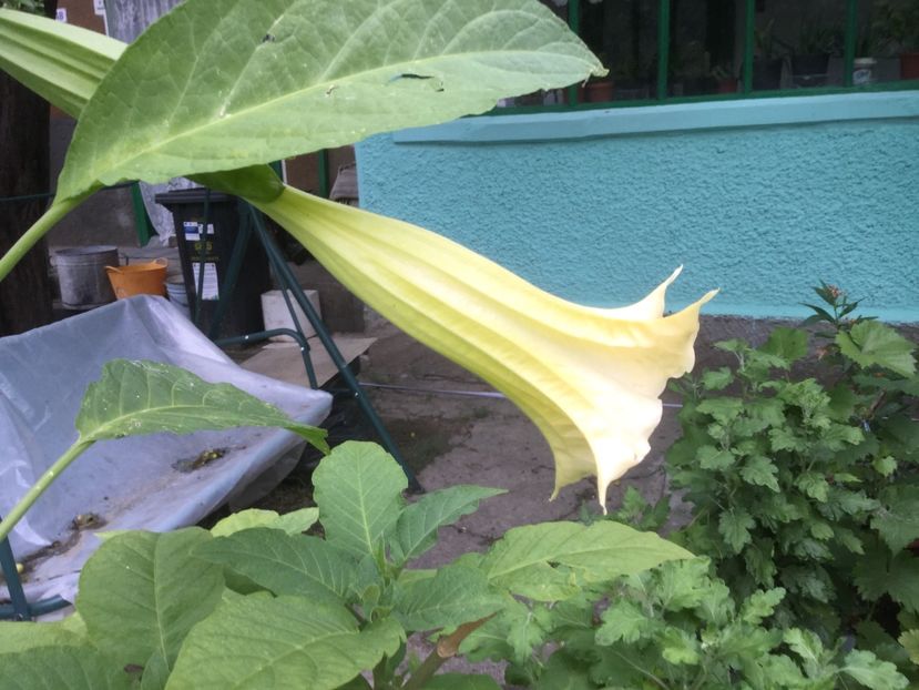 8310C522-6362-4F1C-9BCE-7C94B211B079 - Flori 2019