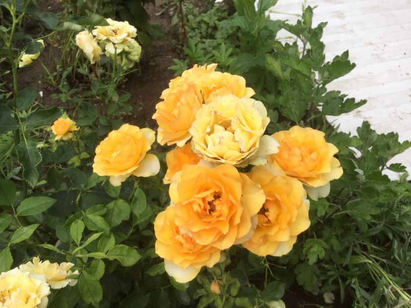 F0A9A7CA-9793-44B4-AAB3-813F964C0BC1 - Flori 2019