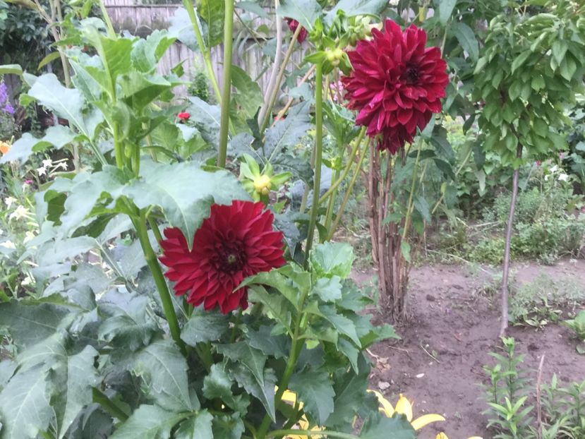 69CC051E-D48F-4376-A558-A36C65248148 - Flori 2019