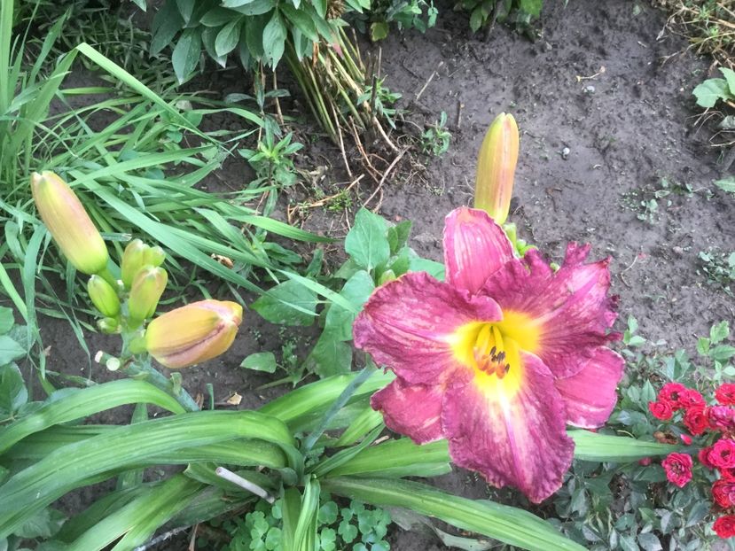 9ED361C6-5F8C-4C84-B241-3367E529E403 - Flori 2019