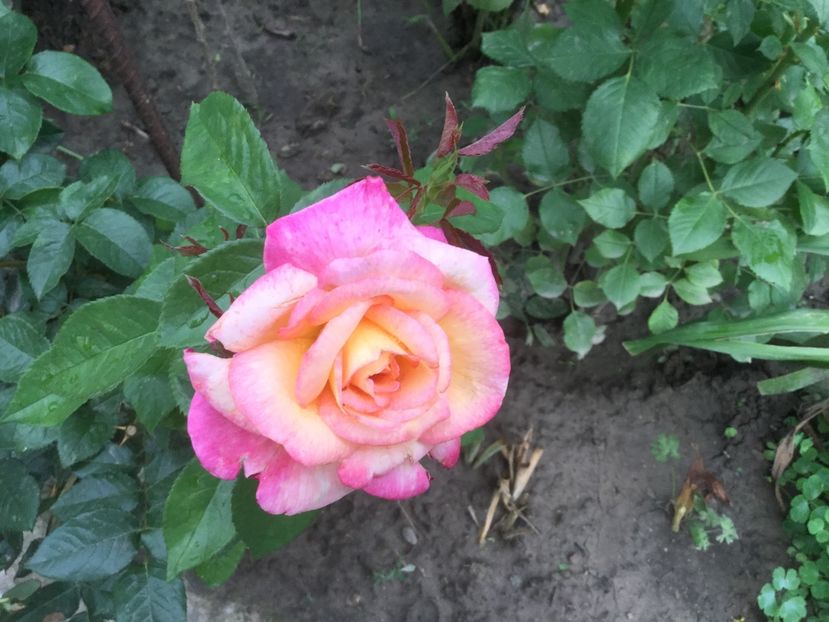 5DE480D8-8BBA-429D-8AFE-A7D6D87B3784 - Flori 2019