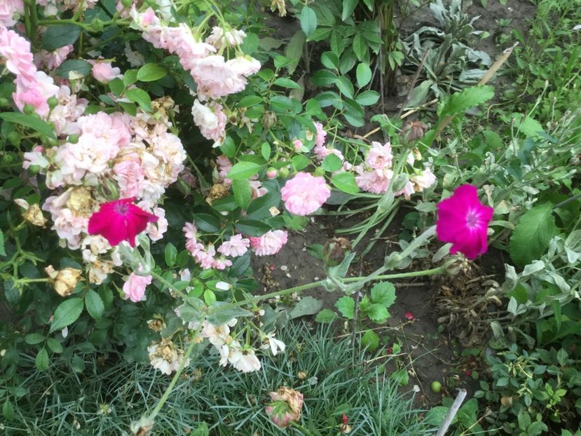 F234674B-2E29-4DAA-A105-4BC85FAA1FF2 - Flori 2019