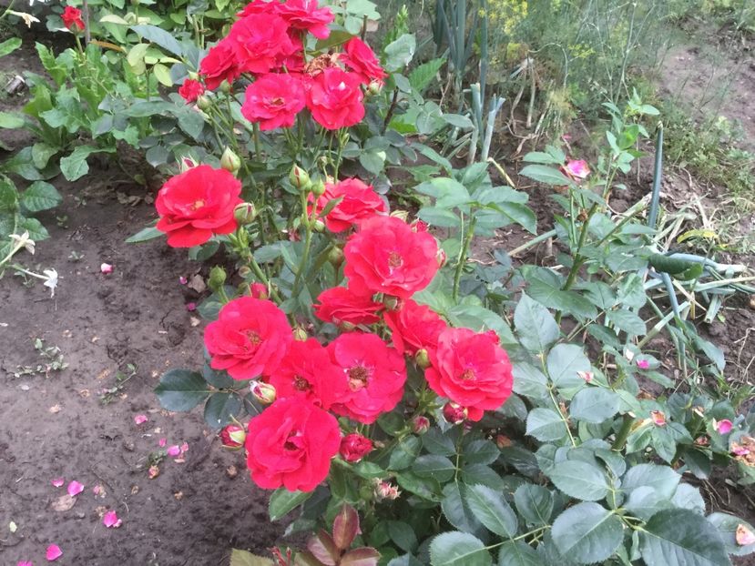 CBDC19D5-2D3C-49EB-93A6-5154D27C0D65 - Flori 2019