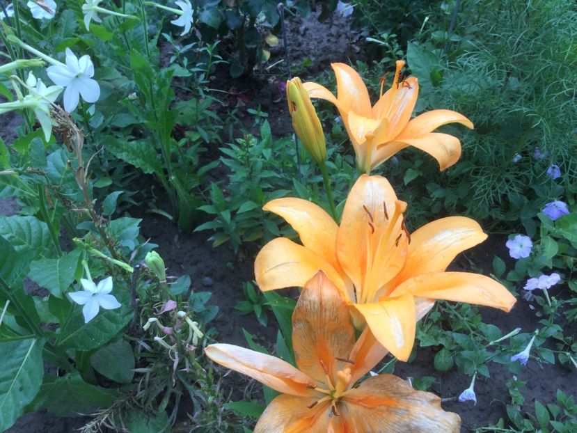 5F22B051-DC1B-4440-BCFB-CC5BD52FEA04 - Flori 2019