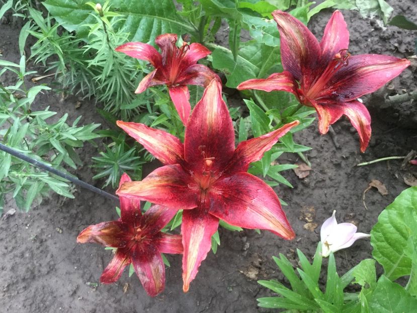 4ABF23CF-BD7D-48AE-B830-490AADA4A7D8 - Flori 2019