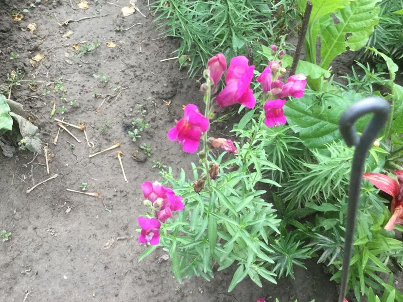 0C2377D4-D182-4805-B60F-8B51536D7D40 - Flori 2019