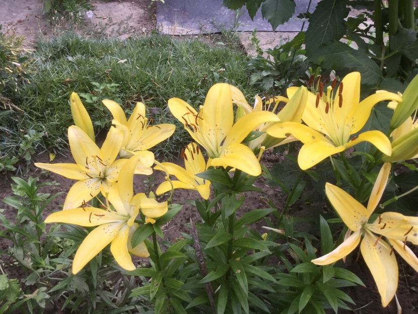 4751C0D8-35DB-4E45-B220-5B9482CFCD00 - Flori 2019