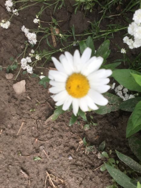 170F07E9-99C2-4CD2-8CB1-460C02648081 - Flori 2019