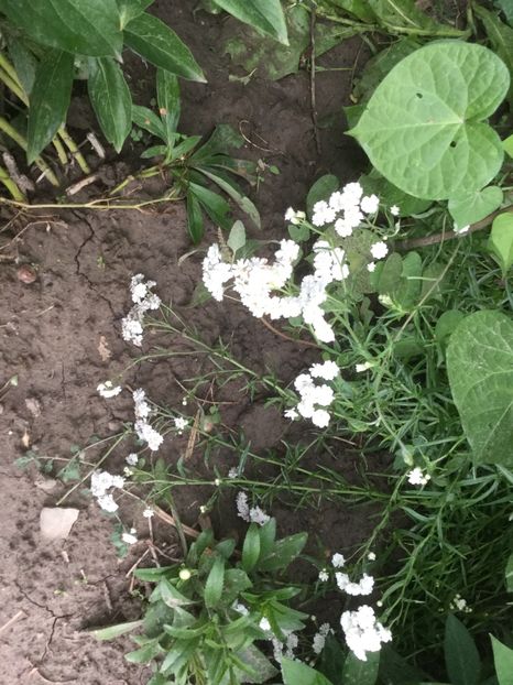 3A87AF58-C161-460C-9C3C-B3D646E1D8B4 - Flori 2019