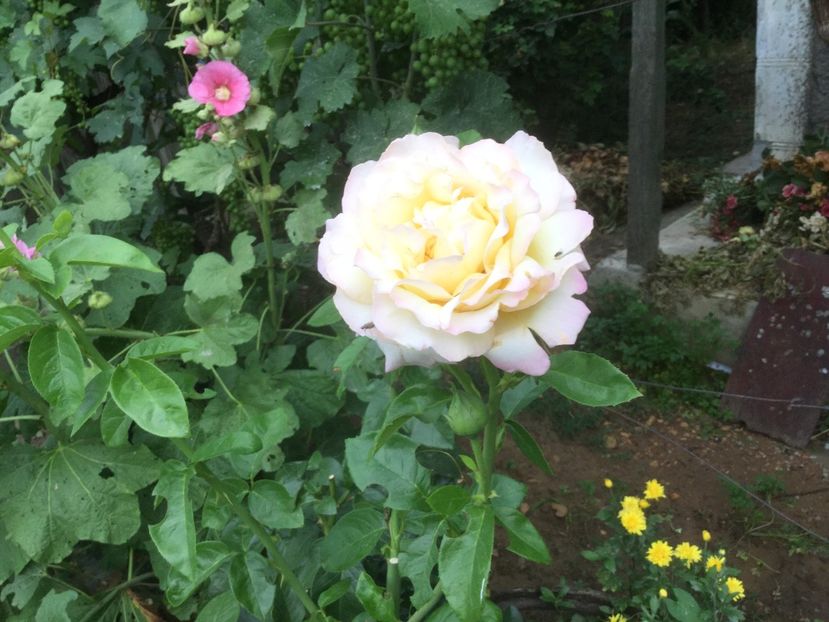 AF82505E-C172-4BBB-9E18-78C1096AD66B - Flori 2019