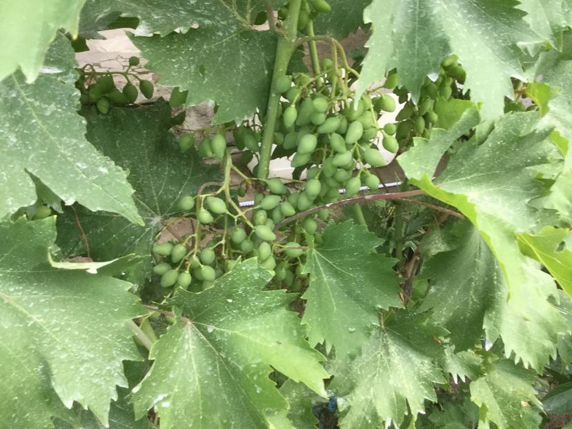 24FD5D4C-65A6-4415-9C70-D9DCB2DBBB6A - Flori 2019