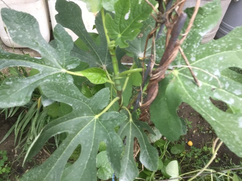 4535F480-1E82-4F7A-BF24-651E6BEC9F25 - Flori 2019