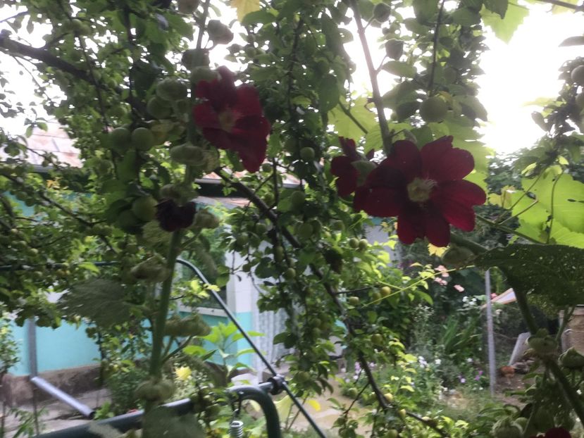 06B787A5-6674-4F0D-8364-2C0B7E8E0FFB - Flori 2019