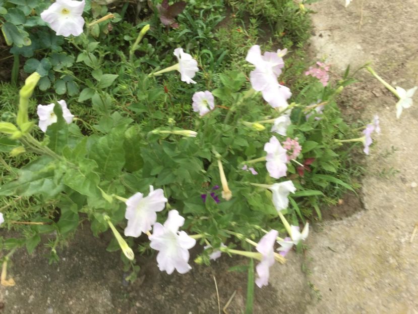 625295E8-56C8-411B-8678-1CFD8883FA4B - Flori 2019