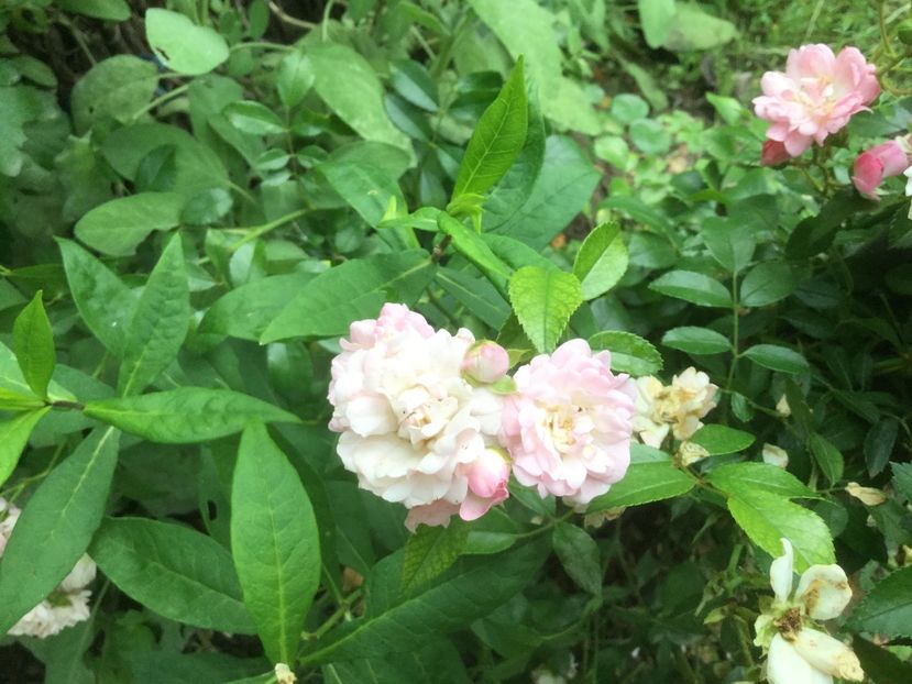 A9BBD23F-0B49-4B5F-AF87-91A1B83050B4 - Flori 2019