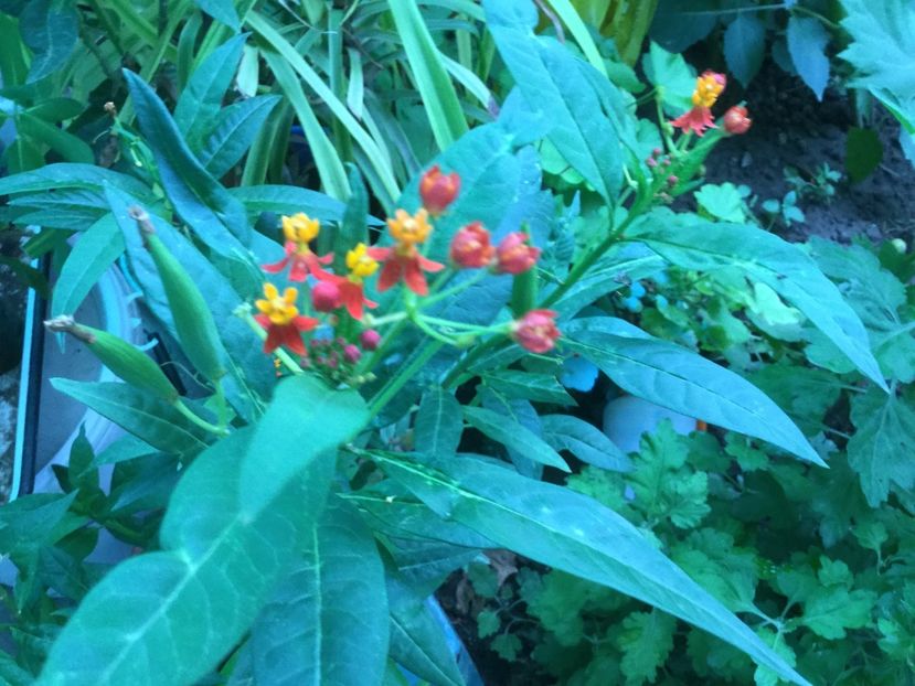 87FD2304-0C7E-4713-822B-801BBF7C9170 - Flori 2019