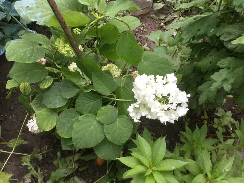 03603DBA-7C65-4865-873A-CB9EDB914504 - Flori 2019