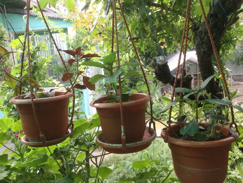 1F271CF6-B326-416D-9B95-DD4EE9B71301 - Flori 2019