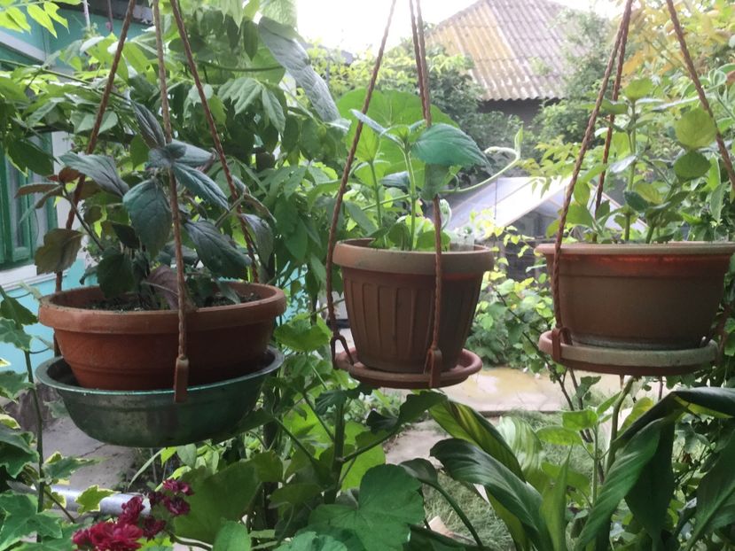 352DD25E-4410-4965-9814-BD8B8F7DAD39 - Flori 2019