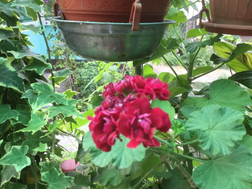 F1E1C117-B6DB-4BA7-BF44-6F08B4A389CF - Flori 2019