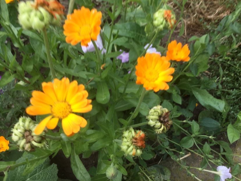 E7671ECD-CFB5-4A30-9D9E-77ECB1C8B3DB - Flori 2019