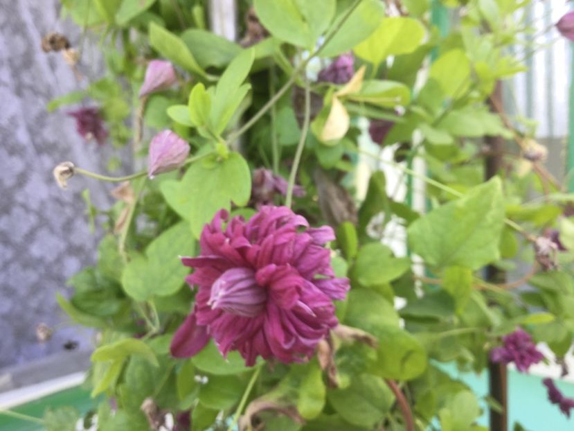 38D33086-3763-43C5-B8BD-D50442DD3709 - Flori 2019