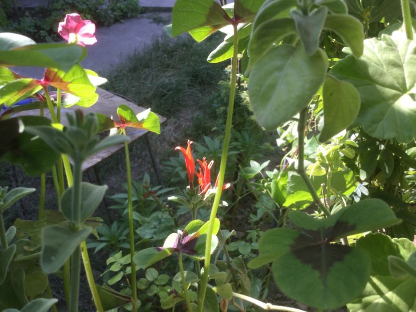 9B4D4672-88D5-4EBF-A268-DE8BBBB709FC - Flori 2019